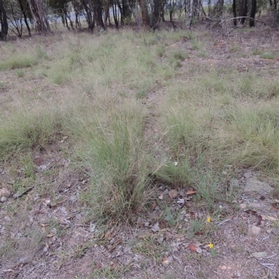 Eragrostis curvula (African Lovegrass) at Theodore, ACT - 23 Jan 2025 by MichaelBedingfield
