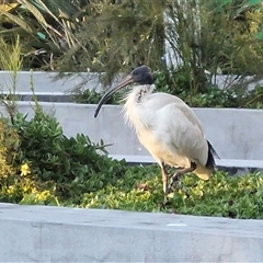 Threskiornis molucca (Australian White Ibis) at Valla, NSW - 18 Aug 2025 by trevorpreston