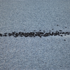 Fulica atra (Eurasian Coot) at Mogo, NSW - 18 Aug 2025 by plants