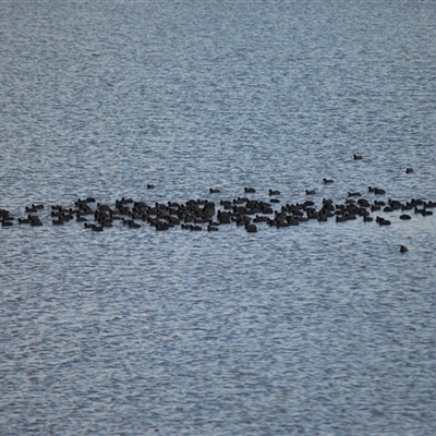 Fulica atra (Eurasian Coot) at Mogo, NSW - 18 Aug 2025 by plants