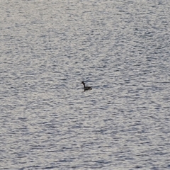 Podiceps cristatus (Great Crested Grebe) at Mogo, NSW - 18 Aug 2025 by plants