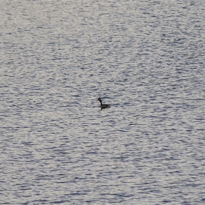 Podiceps cristatus (Great Crested Grebe) at Mogo, NSW - 18 Aug 2025 by plants