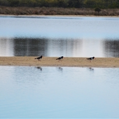 Haematopus longirostris (Australian Pied Oystercatcher) at Wallaga Lake, NSW - 17 Aug 2025 by plants
