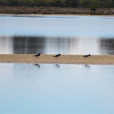 Haematopus longirostris (Australian Pied Oystercatcher) at Wallaga Lake, NSW - 17 Aug 2025 by plants