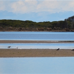 Numenius madagascariensis (Eastern Curlew) at Wallaga Lake, NSW - 17 Aug 2025 by plants