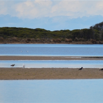 Numenius madagascariensis (Eastern Curlew) at Wallaga Lake, NSW - 17 Aug 2025 by plants
