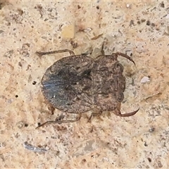 Nerthra sp. (genus) (Toad Bug) at Nambucca Heads, NSW - 18 Aug 2025 by trevorpreston