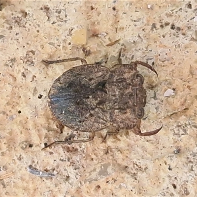 Nerthra sp. (genus) (Toad Bug) at Nambucca Heads, NSW - 18 Aug 2025 by trevorpreston