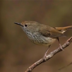 Acanthiza pusilla magnirostris (King Island Brown Thornbill) by MichaelBedingfield