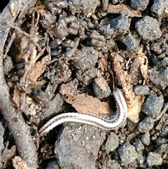 Unverified Millipede (Diplopoda) at Nambucca Heads, NSW - 18 Aug 2025 by trevorpreston