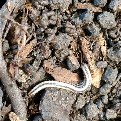 Unverified Millipede (Diplopoda) at Nambucca Heads, NSW - 18 Aug 2025 by trevorpreston