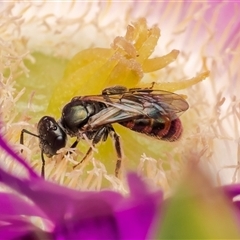 Euhesma sp. (genus) at Kooragang, NSW - 15 Aug 2025 by Roger