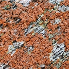 Caloplaca sp. at Hawker, ACT - 16 Aug 2025 by sangio7