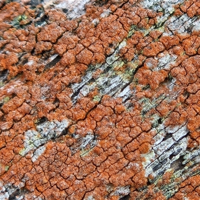 Caloplaca sp. at Hawker, ACT - 16 Aug 2025 by sangio7