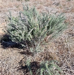 Chrysocephalum semipapposum (Clustered Everlasting) at Yarralumla, ACT - 18 Aug 2025 by jpittock