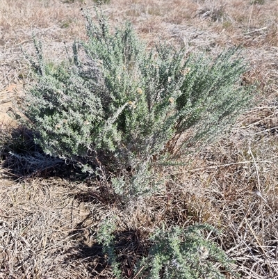 Chrysocephalum semipapposum (Clustered Everlasting) at Yarralumla, ACT - 18 Aug 2025 by jpittock