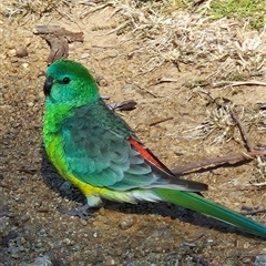 Psephotus haematonotus (Red-rumped Parrot) at Denman Prospect, ACT - 18 Aug 2025 by Wolfdogg