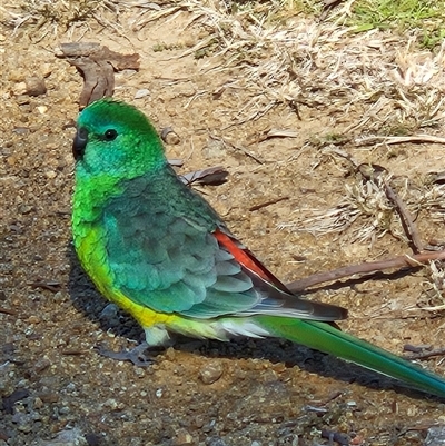 Psephotus haematonotus (Red-rumped Parrot) at Denman Prospect, ACT - 18 Aug 2025 by Wolfdogg
