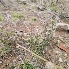 Cryptandra amara (Bitter Cryptandra) at Captains Flat, NSW - 17 Aug 2025 by Csteele4