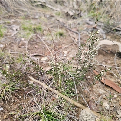 Cryptandra amara (Bitter Cryptandra) at Captains Flat, NSW - 17 Aug 2025 by Csteele4