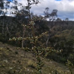 Bursaria spinosa subsp. lasiophylla (Australian Blackthorn) at Captains Flat, NSW - 17 Aug 2025 by Csteele4