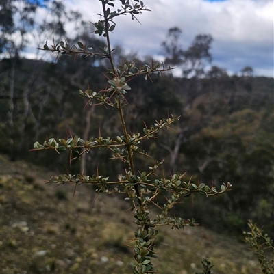 Bursaria spinosa subsp. lasiophylla (Australian Blackthorn) at Captains Flat, NSW - 17 Aug 2025 by Csteele4