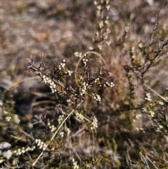 Cryptandra amara (Bitter Cryptandra) at Peak View, NSW - 16 Aug 2025 by Csteele4