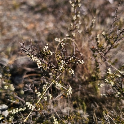 Cryptandra amara (Bitter Cryptandra) at Peak View, NSW - 16 Aug 2025 by Csteele4