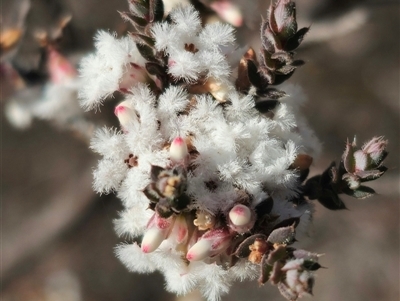 Styphelia attenuata (Small-leaved Beard Heath) at Peak View, NSW - 16 Aug 2025 by Csteele4
