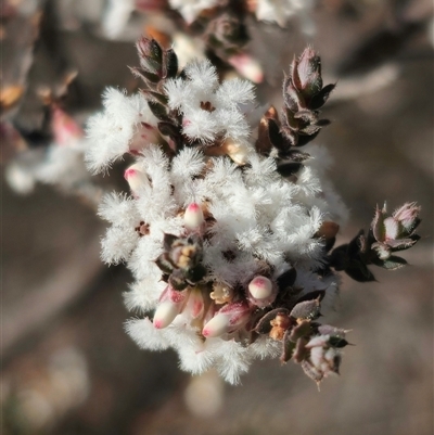 Styphelia attenuata (Small-leaved Beard Heath) at Peak View, NSW - 16 Aug 2025 by Csteele4