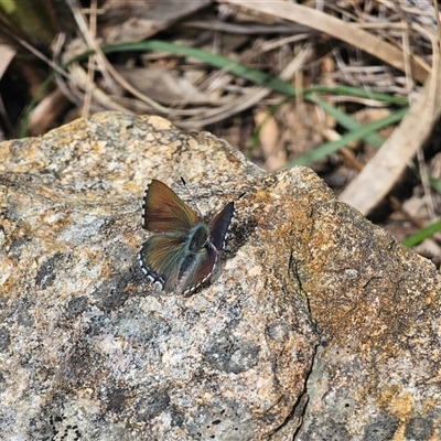 Paralucia crosbyi (Violet Copper Butterfly) at  - suppressed by Csteele4