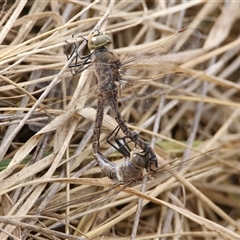 Anax papuensis (Australian Emperor) at Fyshwick, ACT - 12 Sep 2017 by RodDeb