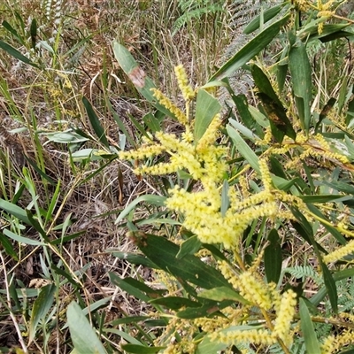 Acacia longifolia subsp. longifolia (sallow or Sydney golden wattle) at Nambucca Heads, NSW - 18 Aug 2025 by trevorpreston