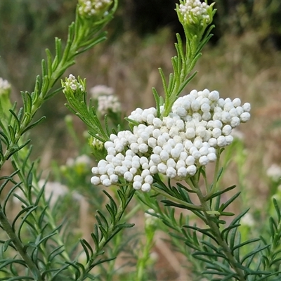 Ozothamnus diosmifolius (Rice Flower, White Dogwood, Sago Bush) at Nambucca Heads, NSW - 18 Aug 2025 by trevorpreston