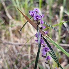 Hovea linearis (Narrow-leaved Hovea) at Nambucca Heads, NSW - 18 Aug 2025 by trevorpreston