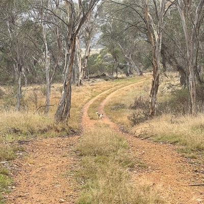 Canis lupus (Dingo / Wild Dog) at Cooleman, NSW - 22 Apr 2025 by RangerRiley
