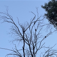 Callocephalon fimbriatum (Gang-gang Cockatoo) at Cobberas, VIC - 18 Apr 2025 by RangerRiley