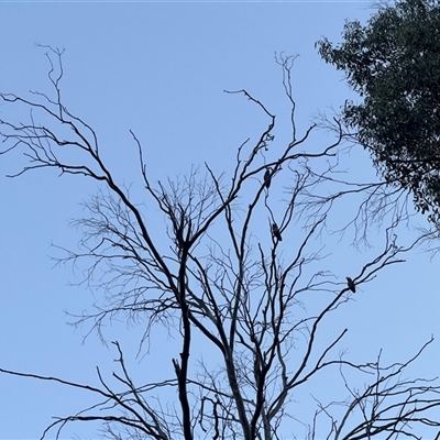 Callocephalon fimbriatum (Gang-gang Cockatoo) at Cobberas, VIC - 18 Apr 2025 by RangerRiley