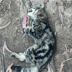 Felis catus (Feral Cat) at Selwyn, VIC - 12 Apr 2025 by RangerRiley