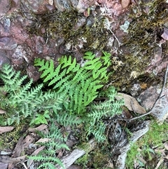 Histiopteris incisa at Abbeyard, VIC - 11 Apr 2025 by RangerRiley