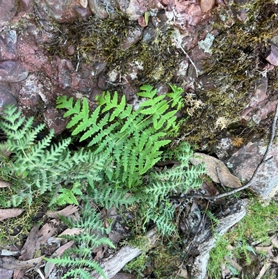 Histiopteris incisa at Abbeyard, VIC - 11 Apr 2025 by RangerRiley