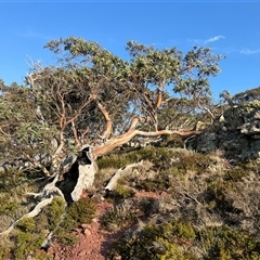 Eucalyptus pauciflora at Mount Buller, VIC - 9 Apr 2025 by RangerRiley