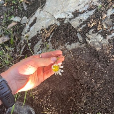Leucanthemum vulgare at Mount Buller, VIC - 9 Apr 2025 by RangerRiley