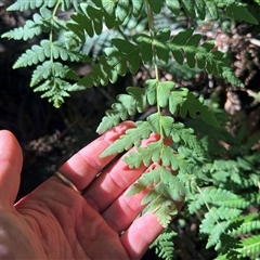 Histiopteris incisa (Bat's-Wing Fern) at Woods Point, VIC - 8 Apr 2025 by RangerRiley