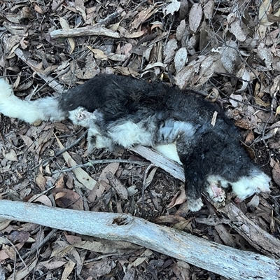 Petauroides volans (Southern Greater Glider) at Jericho, VIC - 23 Apr 2025 by RangerRiley