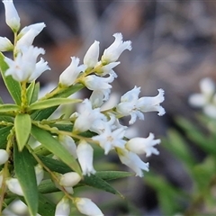 Leucopogon affinis at Nambucca Heads, NSW - 18 Aug 2025 by trevorpreston
