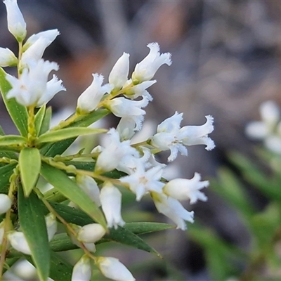 Leucopogon affinis at Nambucca Heads, NSW - 18 Aug 2025 by trevorpreston