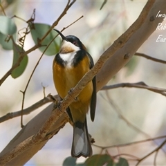 Acanthorhynchus tenuirostris (Eastern Spinebill) at Cook, ACT - 18 Aug 2025 by Rheardy