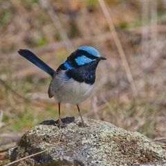 Malurus cyaneus (Superb Fairywren) at Cook, ACT - 18 Aug 2025 by Rheardy
