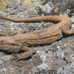 Pogona barbata (Eastern Bearded Dragon) at Cook, ACT - 18 Aug 2025 by Rheardy